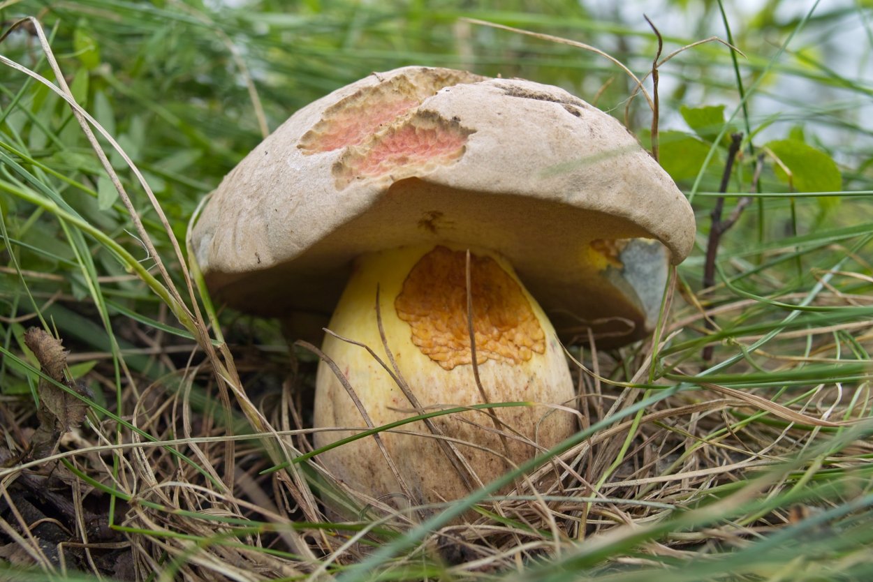 Боровик укореняющийся (Boletus radicans)