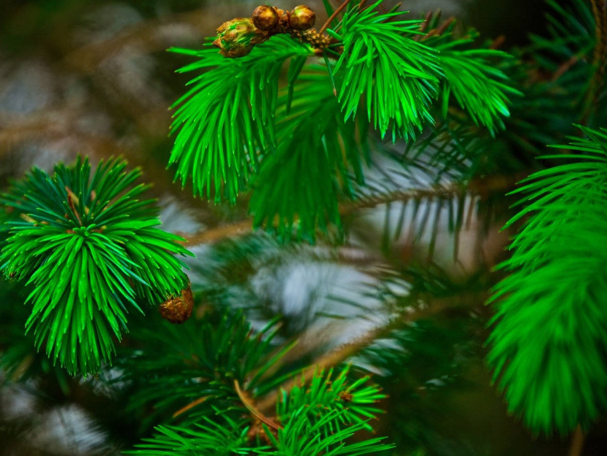 Pinus strobus хвоя