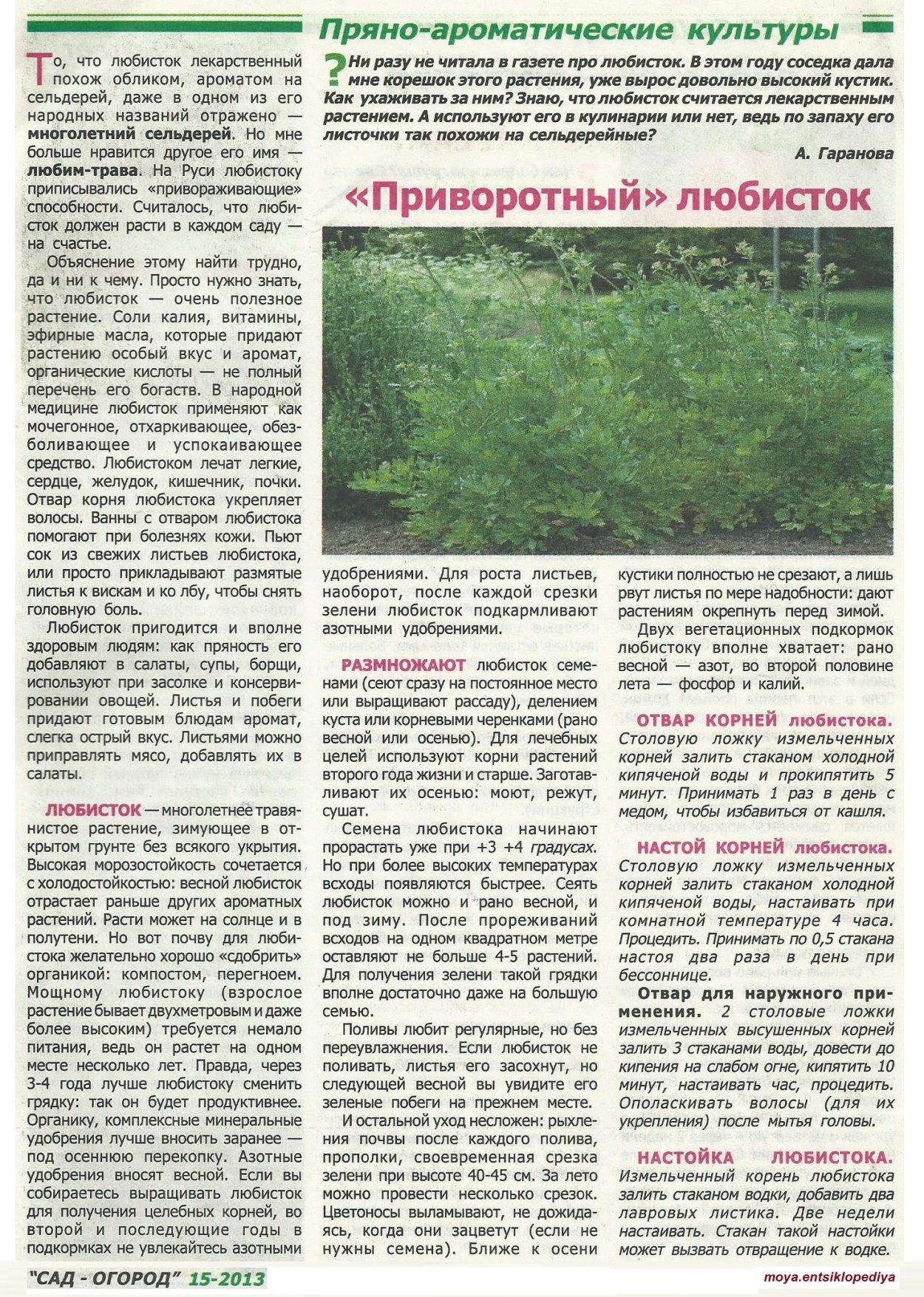 Трава Любисток лечебные