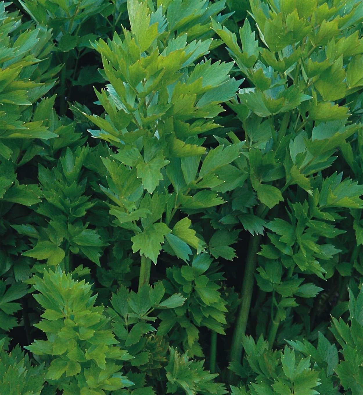 Любисток Levisticum officinale Lovage
