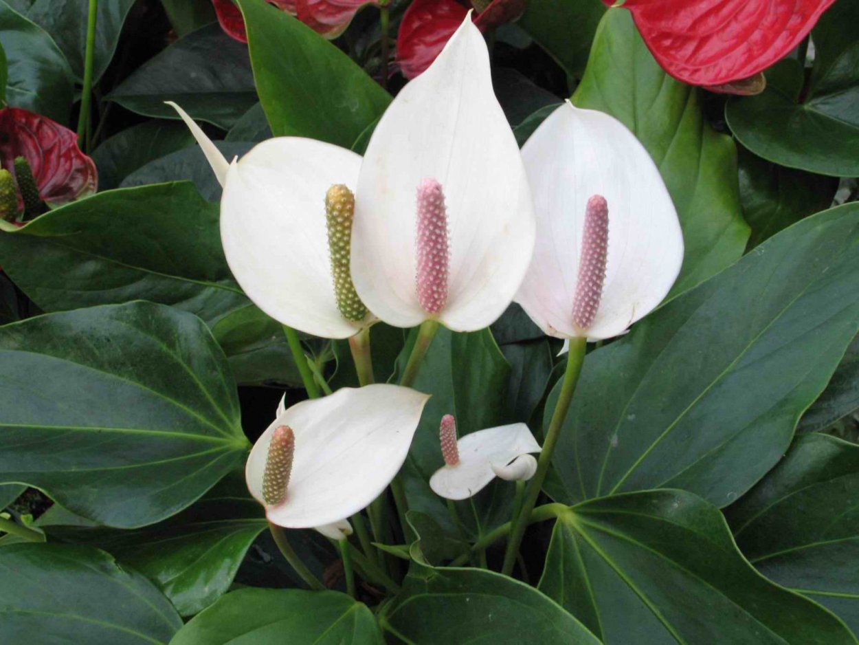 Спатифиллум floribundum