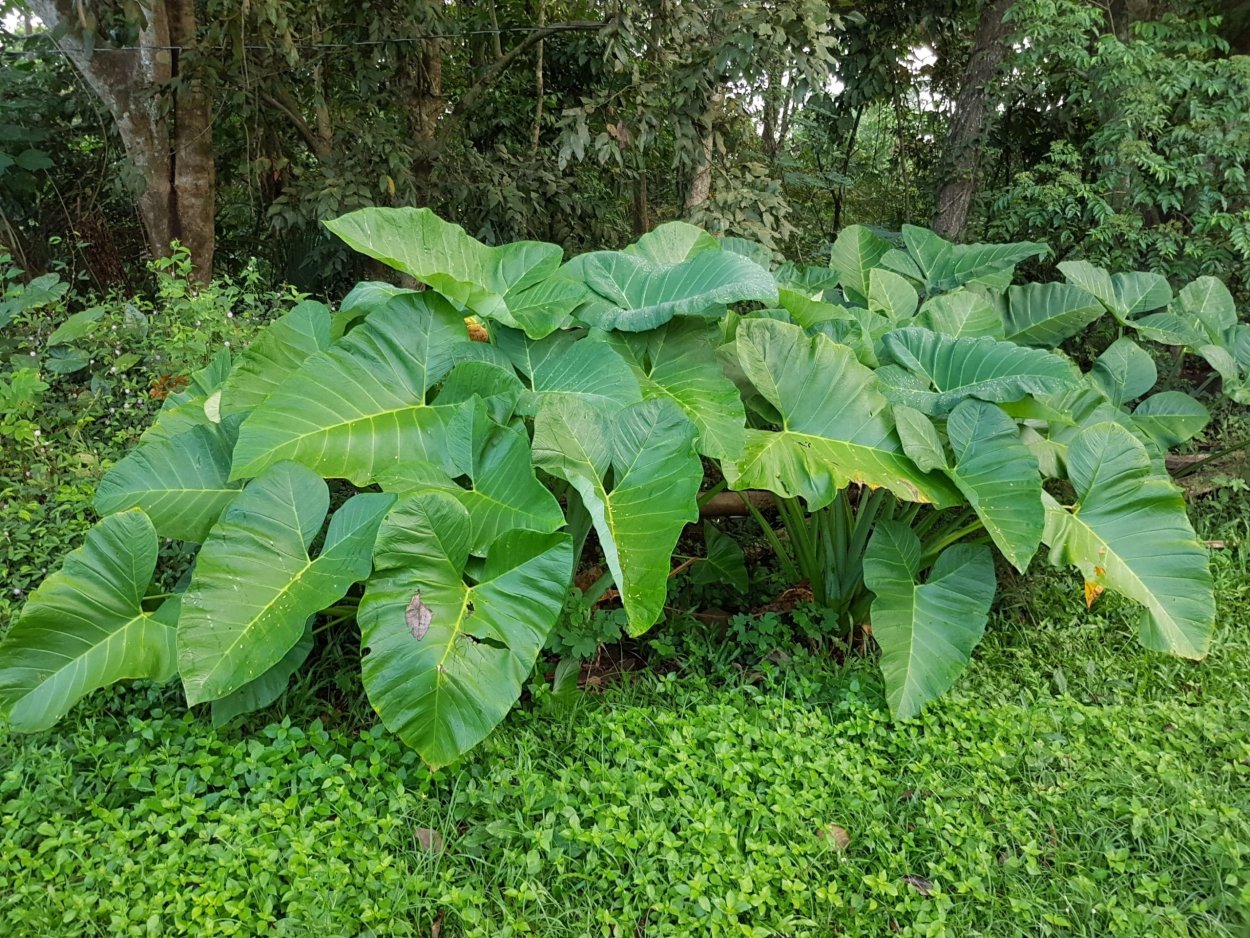 Xanthosoma lindenii