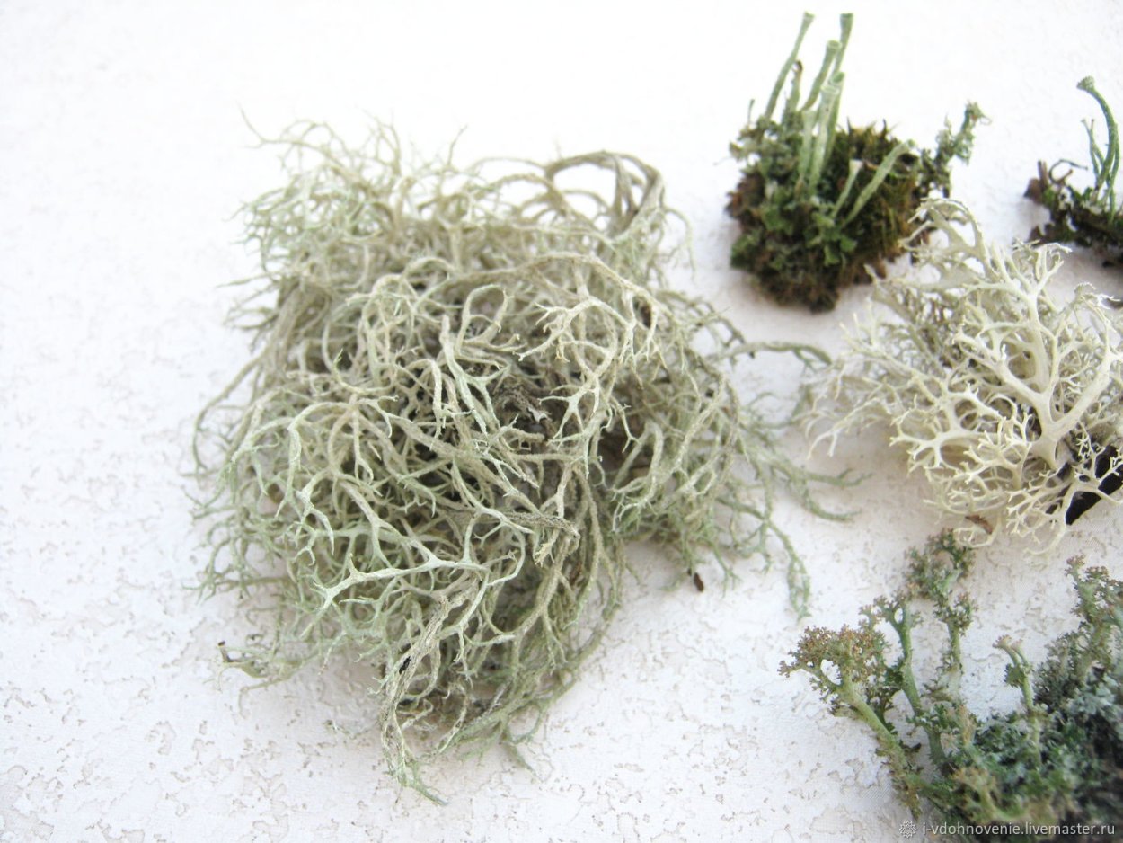 Уснея Цветущая Usnea Florida