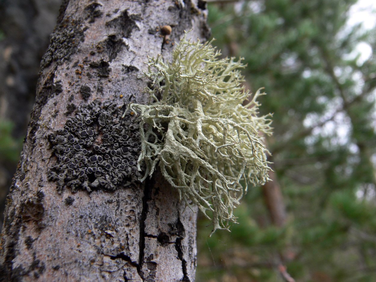 Уснея Цветущая Usnea Florida