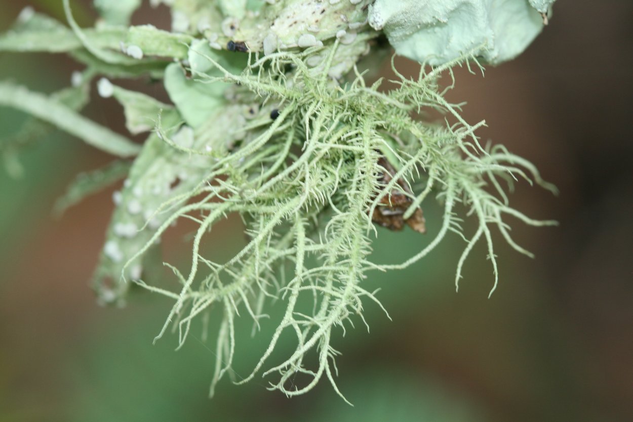 3. Уснея (Usnea SP.)
