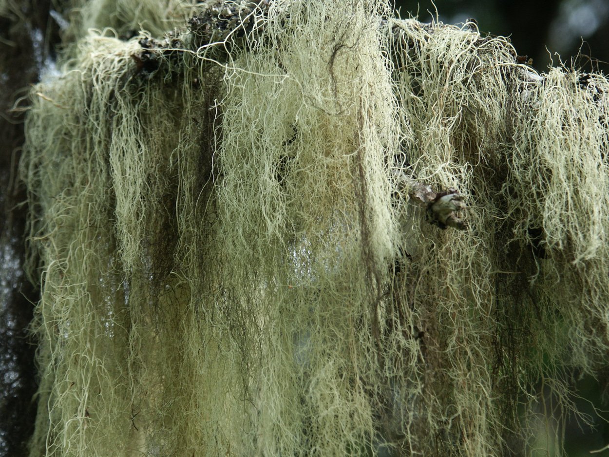 Рамалина головчатая