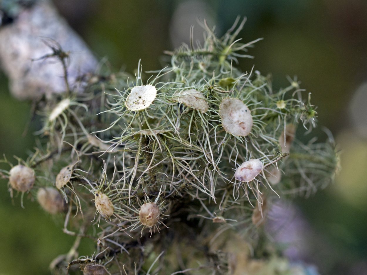 Уснея Цветущая Usnea Florida