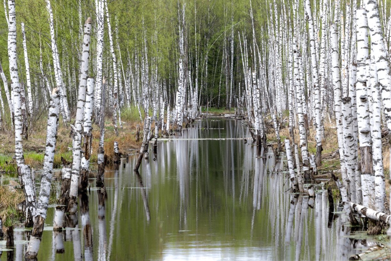 Иосиф Песнопевец, ольховые смотрины