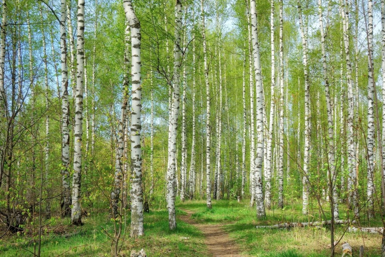 Ранняя Весна