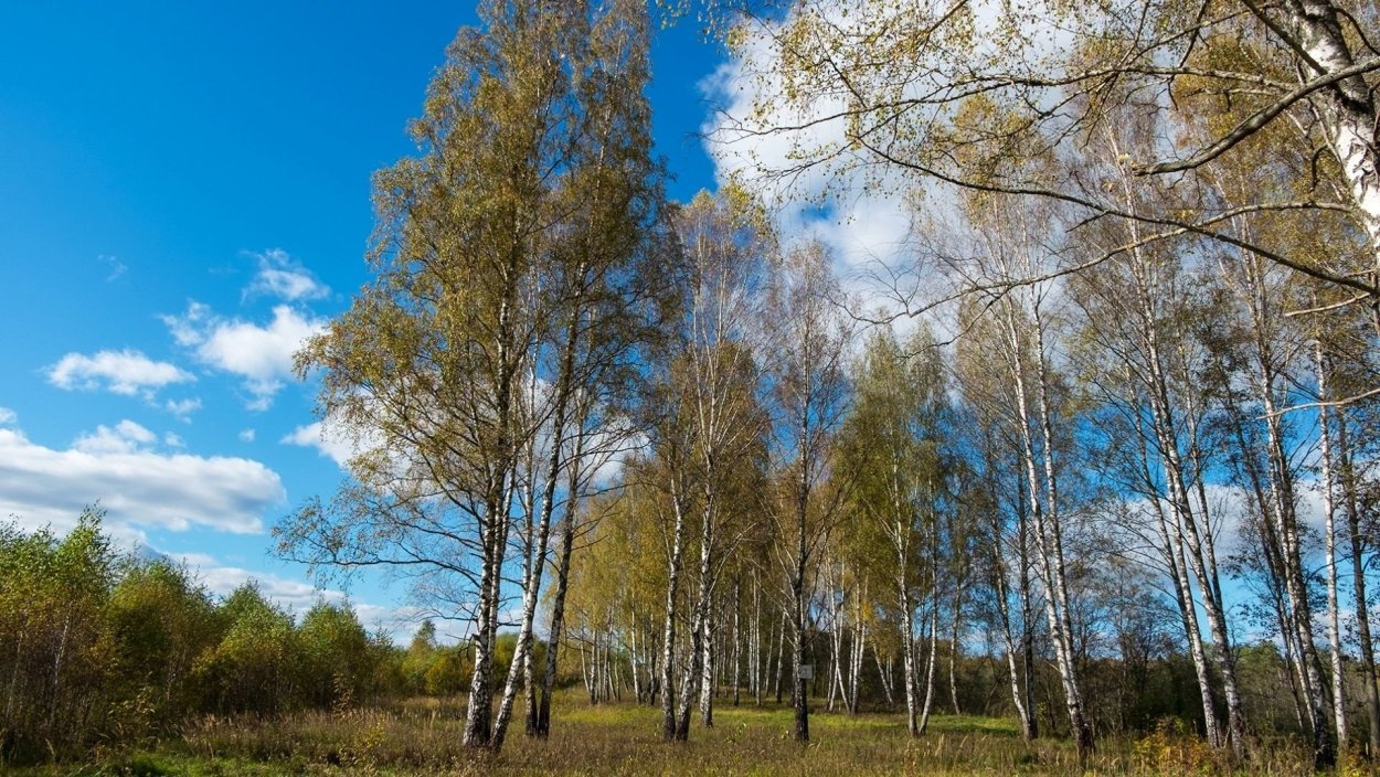 Весенний лес