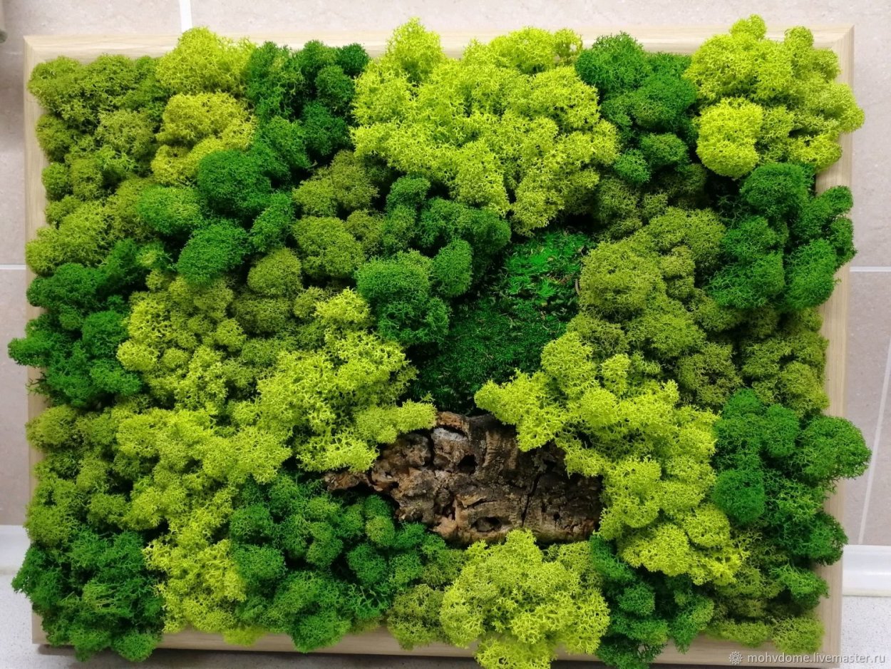 Круглая Фитокартина из мха