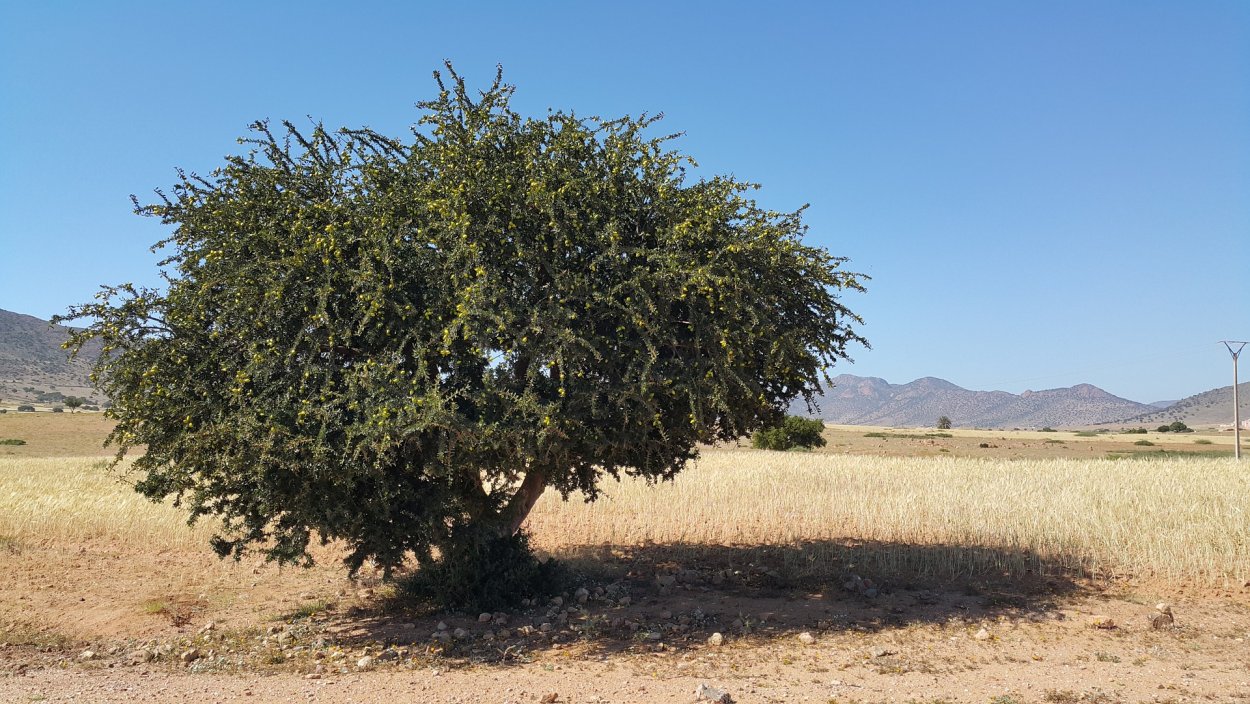 Exotic Fruit Tree