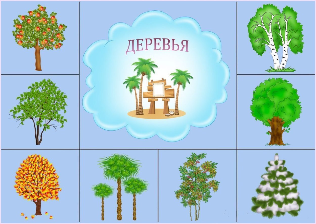 Деревья в ДОУ