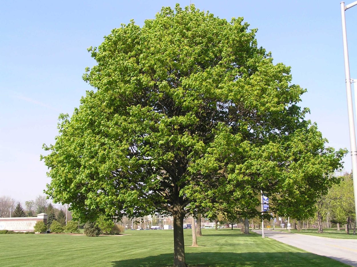 Клен полевой Acer Campestre
