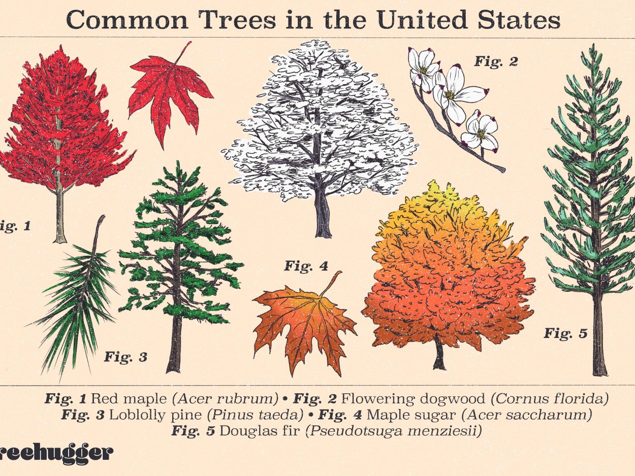 Types of Trees with names