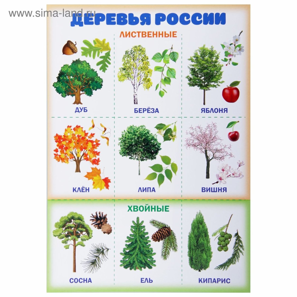 Лиственные деревья России