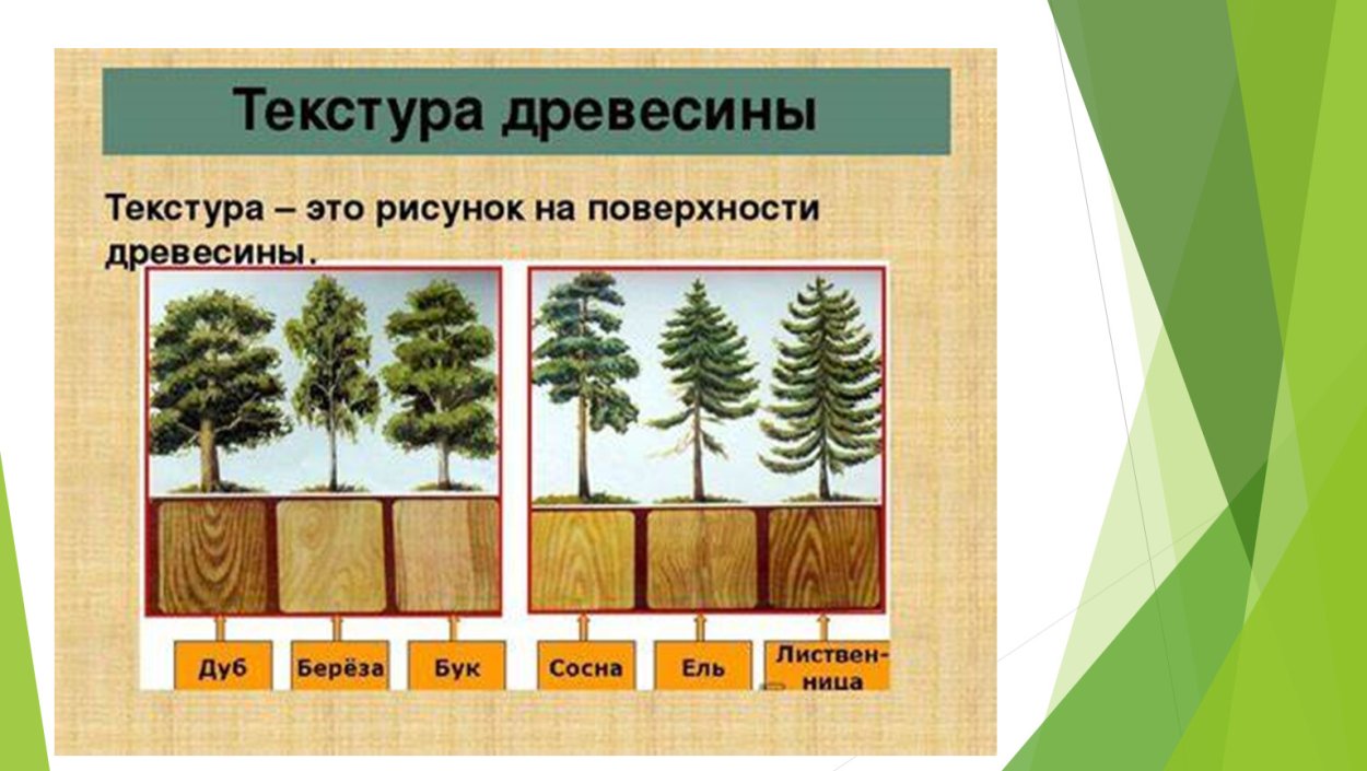 Хвойные породы древесины