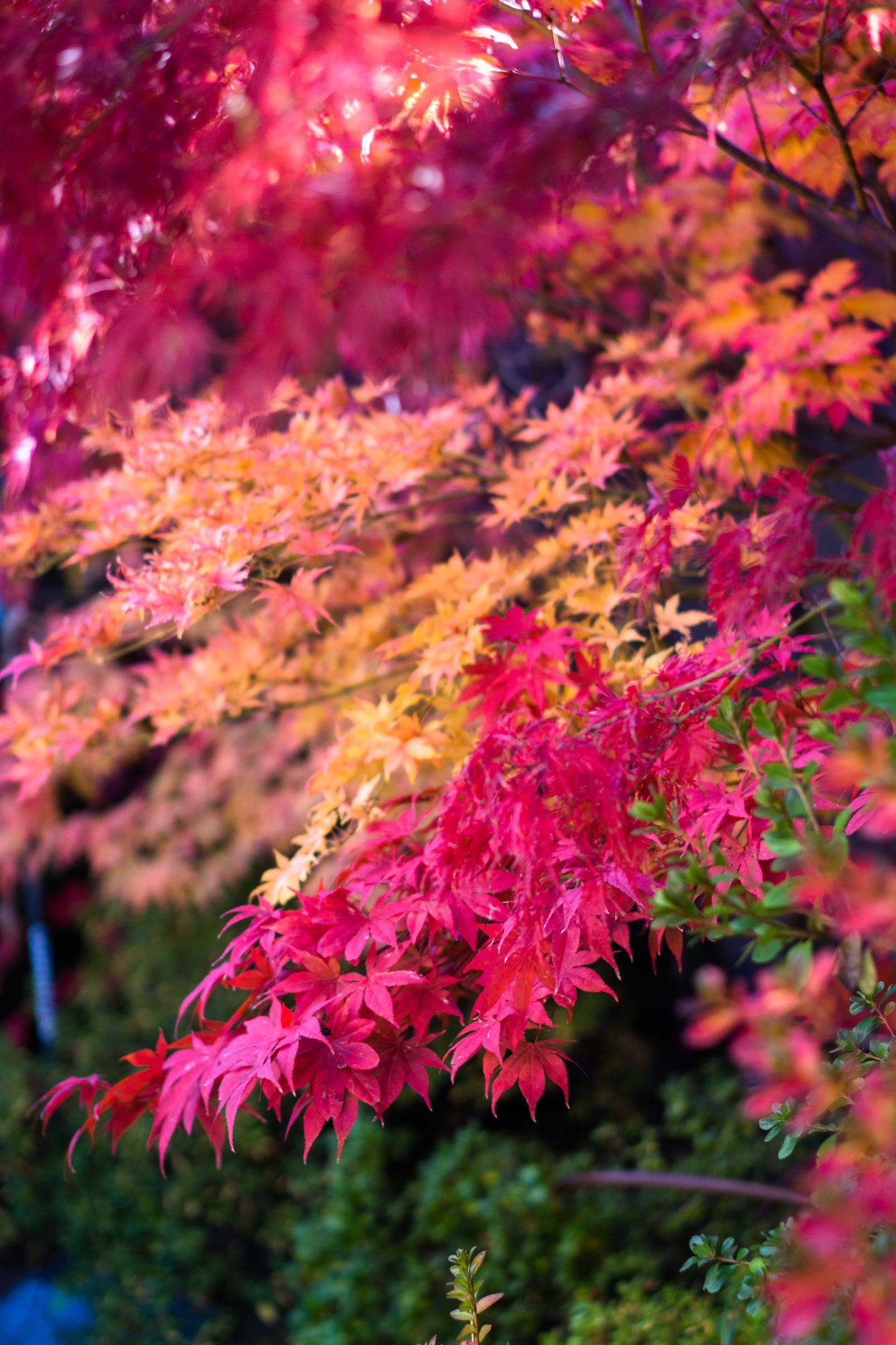 Клен дланевидный Atropurpureum