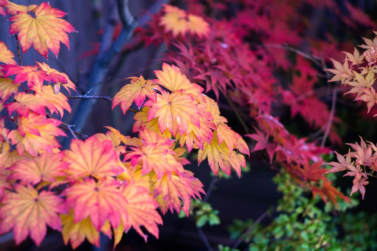 Acer japonicum 'vitifolium'