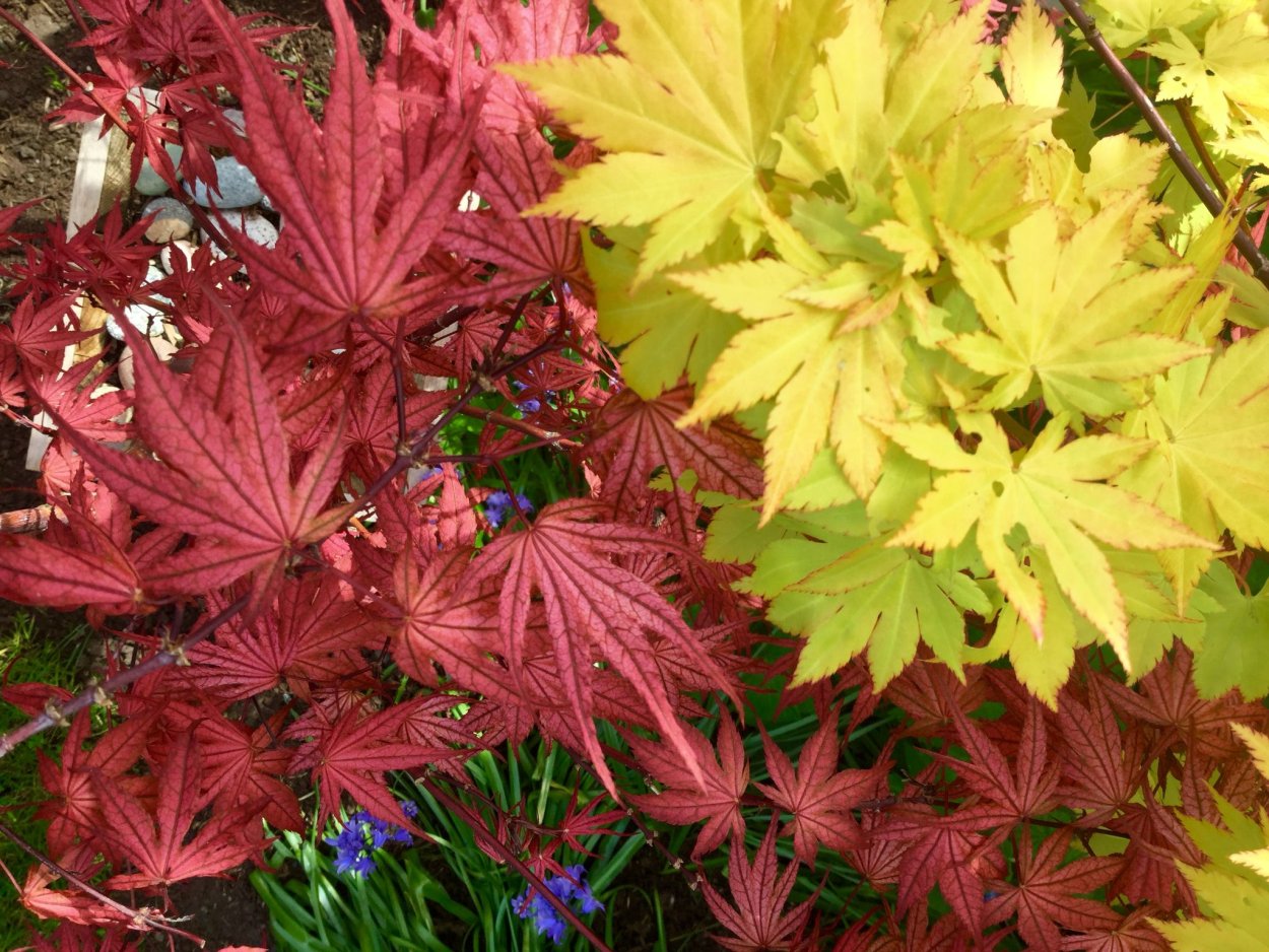 Acer shirasawanum Jordan