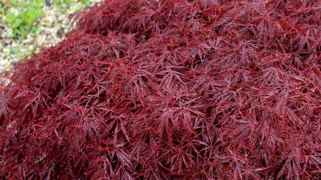 Acer palmatum dissectum nigrum
