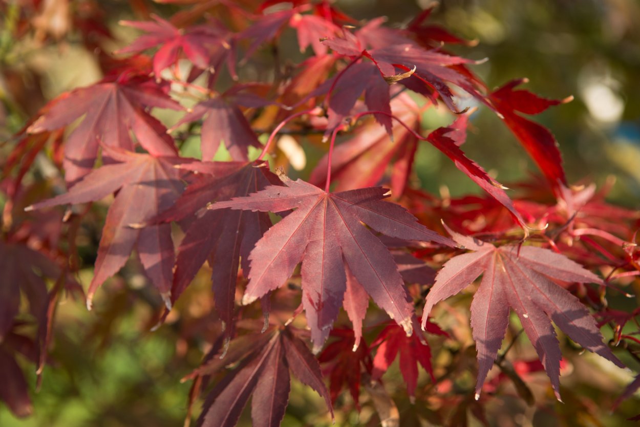 Клён дланевидный Atropurpureum
