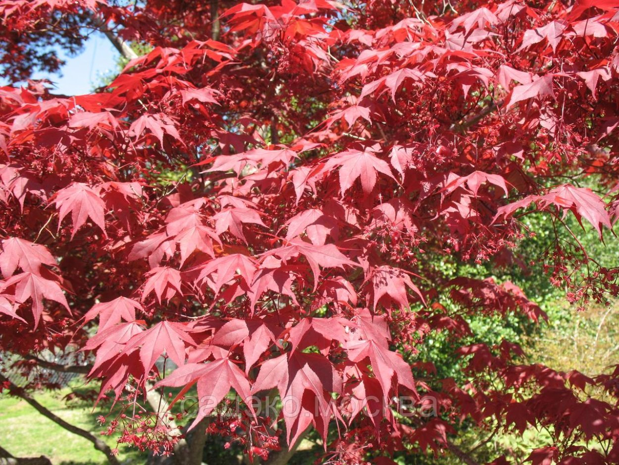 Клен Acer palmatum Atropurpureum