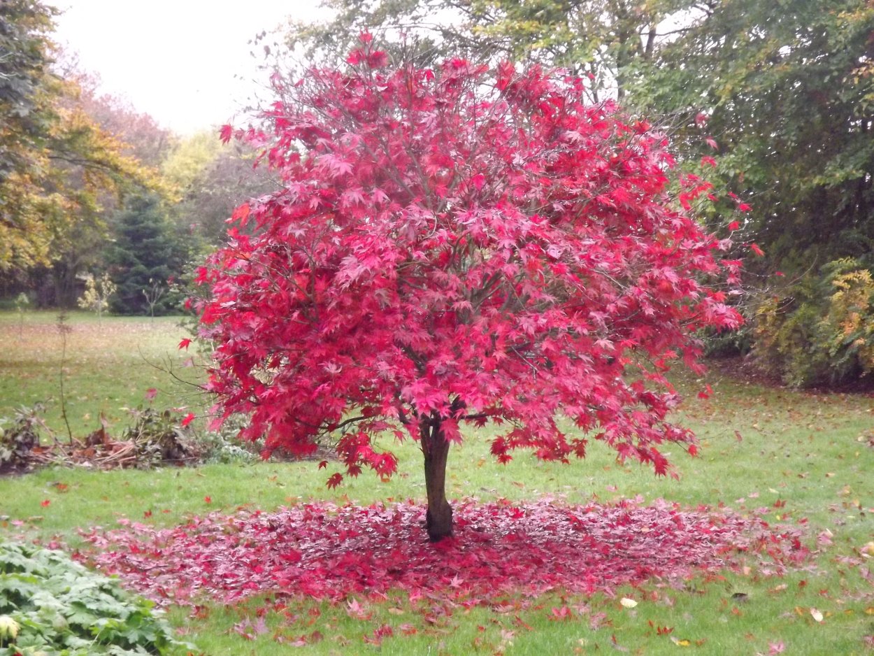 Клен японский Acer japonicum Thunb.