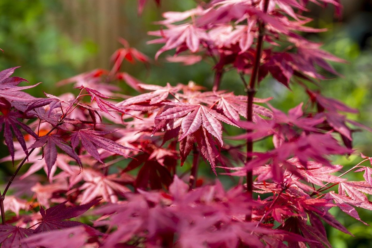 Клен дланевидный Atropurpureum