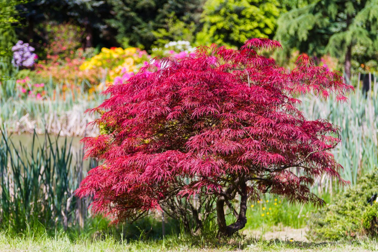 Клен Acer palmatum Atropurpureum