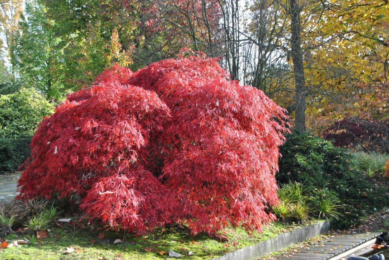 Японский клен Acer palmatum