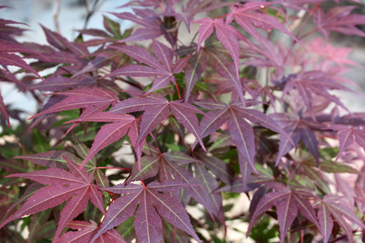 Acer Platinum Atropurpurea
