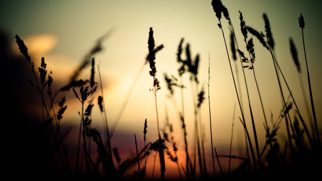 Тень природа