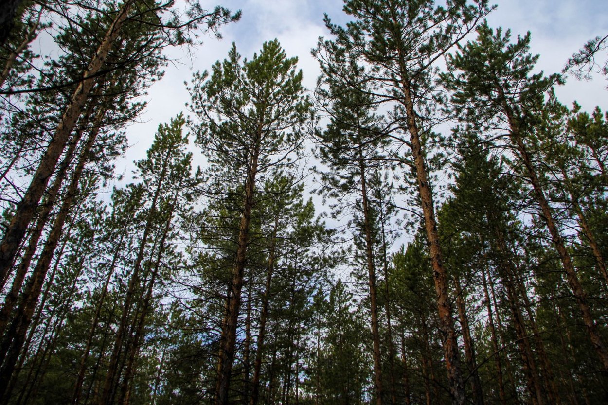 Сосна обыкновенная Якутия