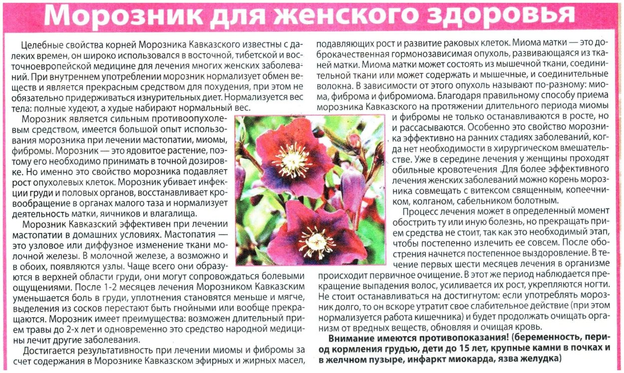 Морозник кавказский для похудения