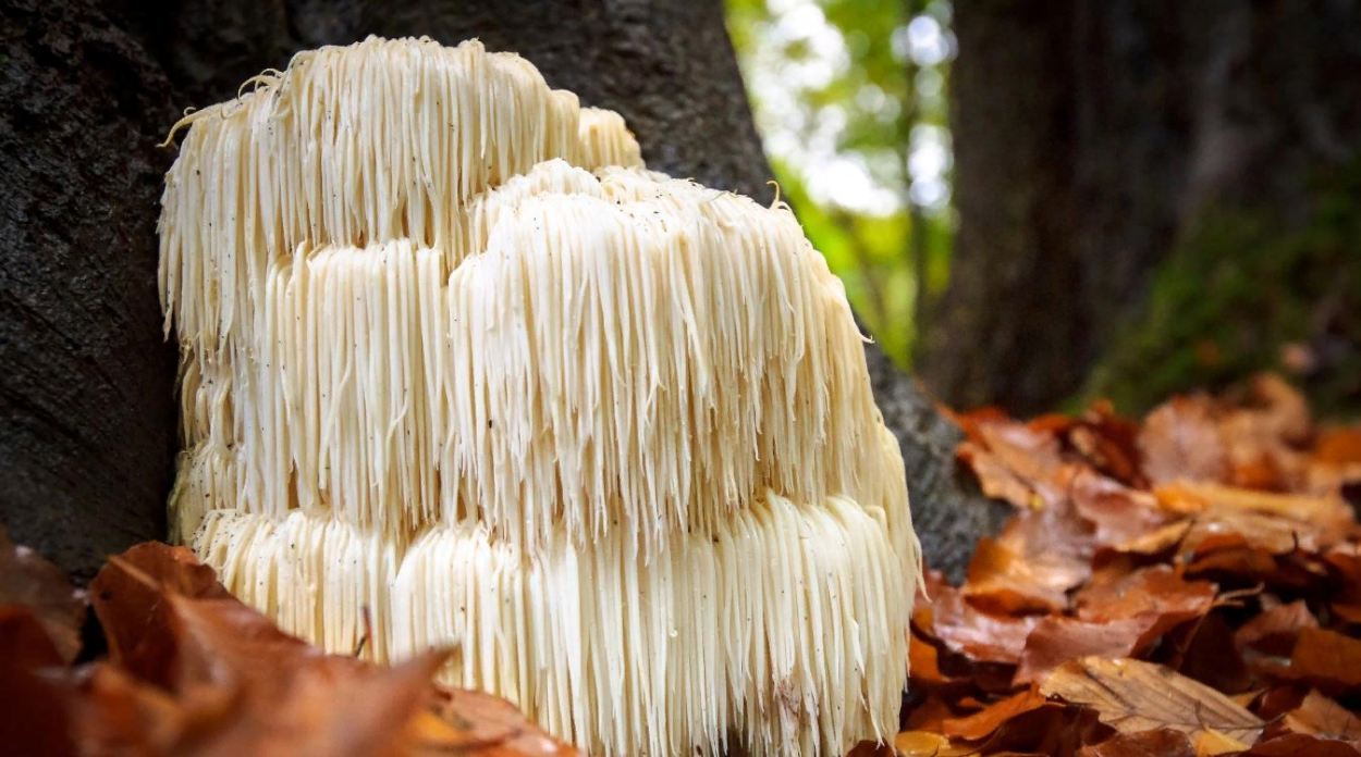 Lions Mane ежевик гребенчатый