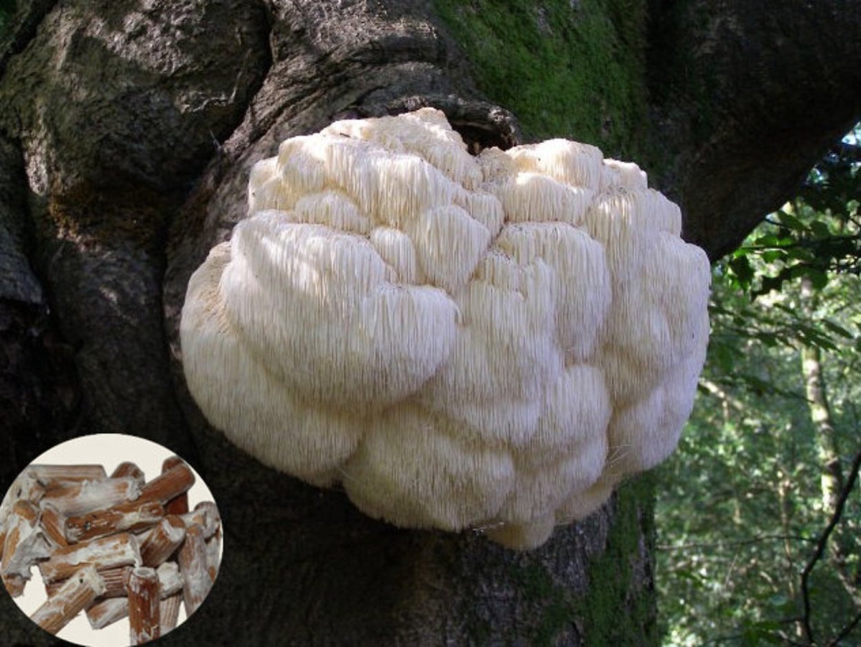 Elaeomyxa Cerifera