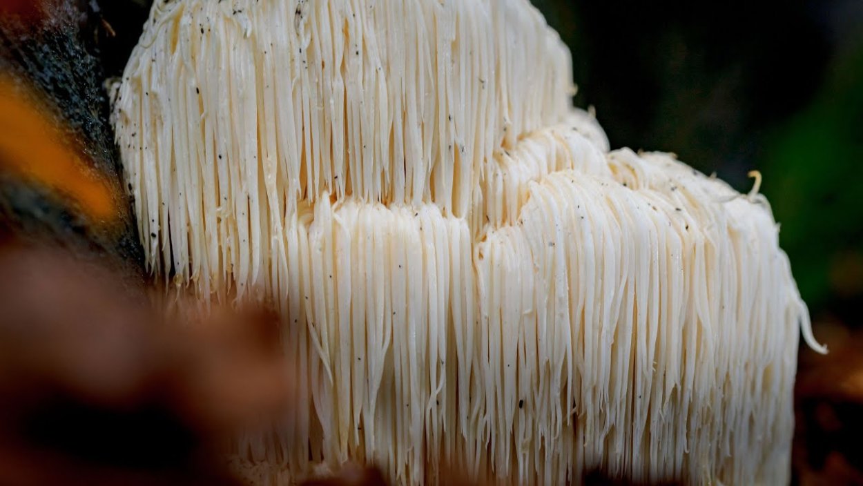 Ежовик гребенчатый Hericium Erinaceus