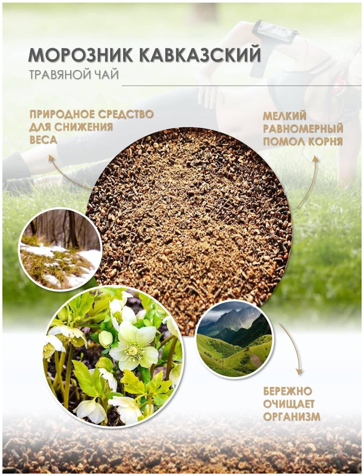 Морозник кавказский корень