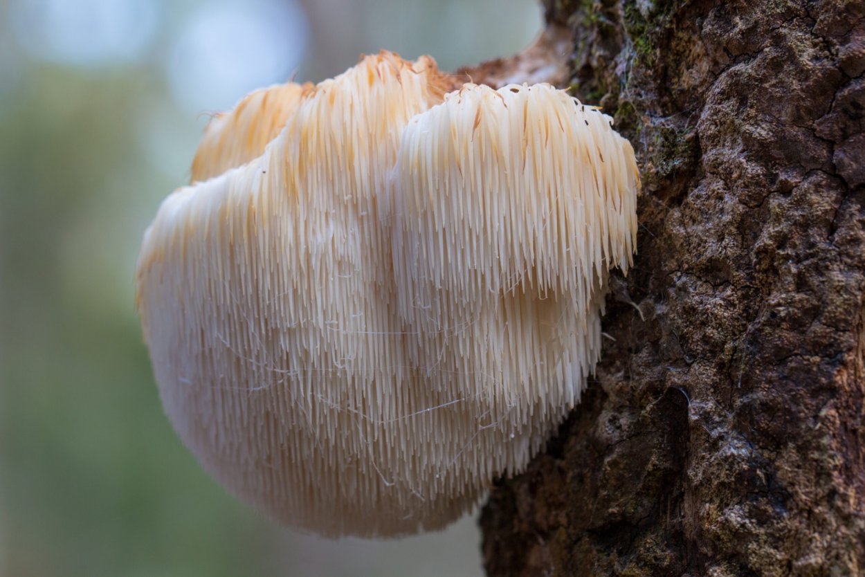 Lions Mane ежевик гребенчатый