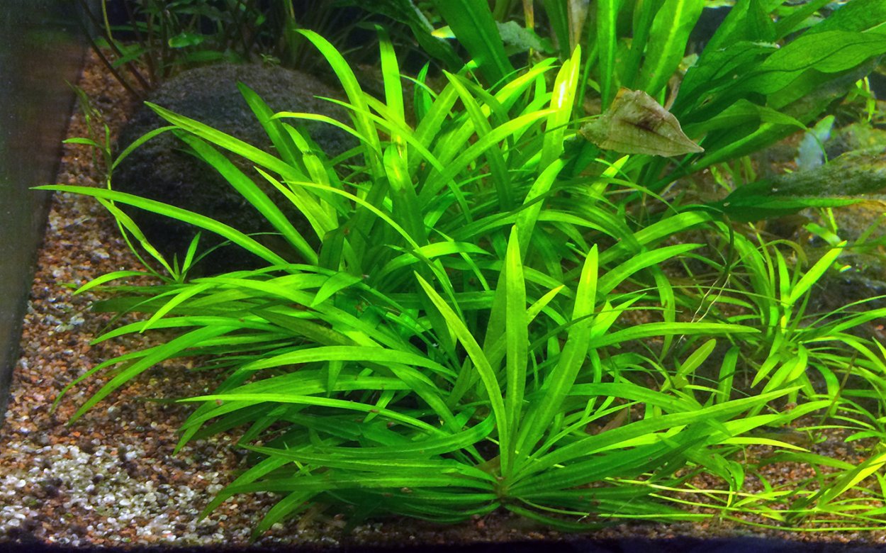 Эхинодорус квадрикостатус (Echinodorus quadricostatus)
