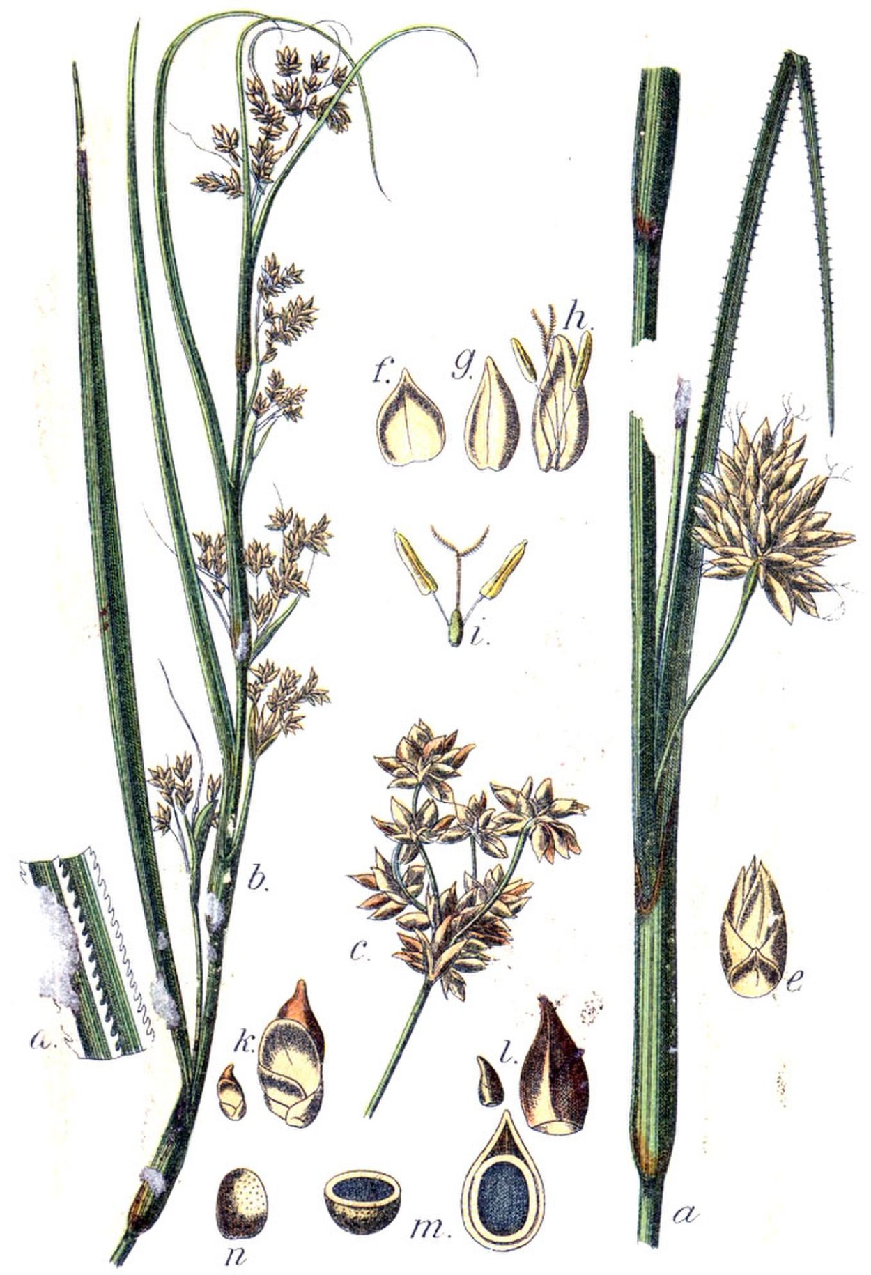 Cladium mariscus (l.) Pohl (меч-трава обыкновенная),