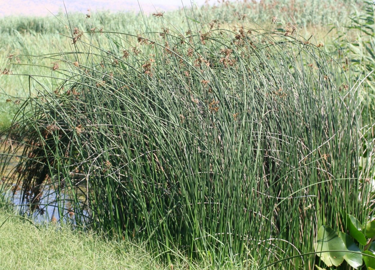Камыш Озёрный Scirpus lacustris