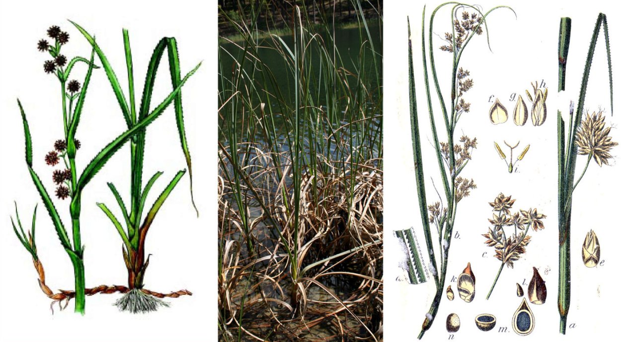 Cladium mariscus (l.) Pohl (меч-трава обыкновенная),