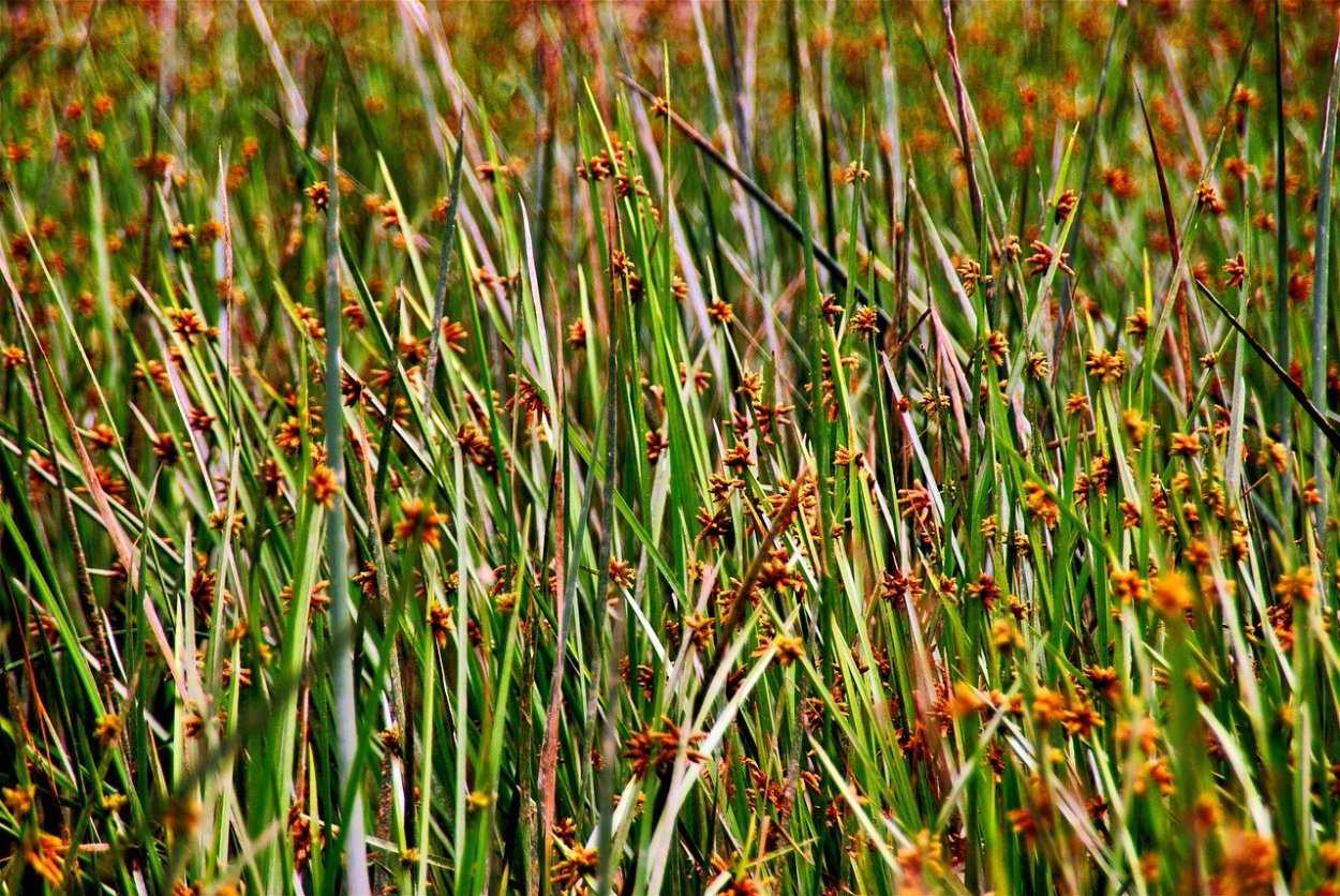 Сыть круглая Cyperus rotundus