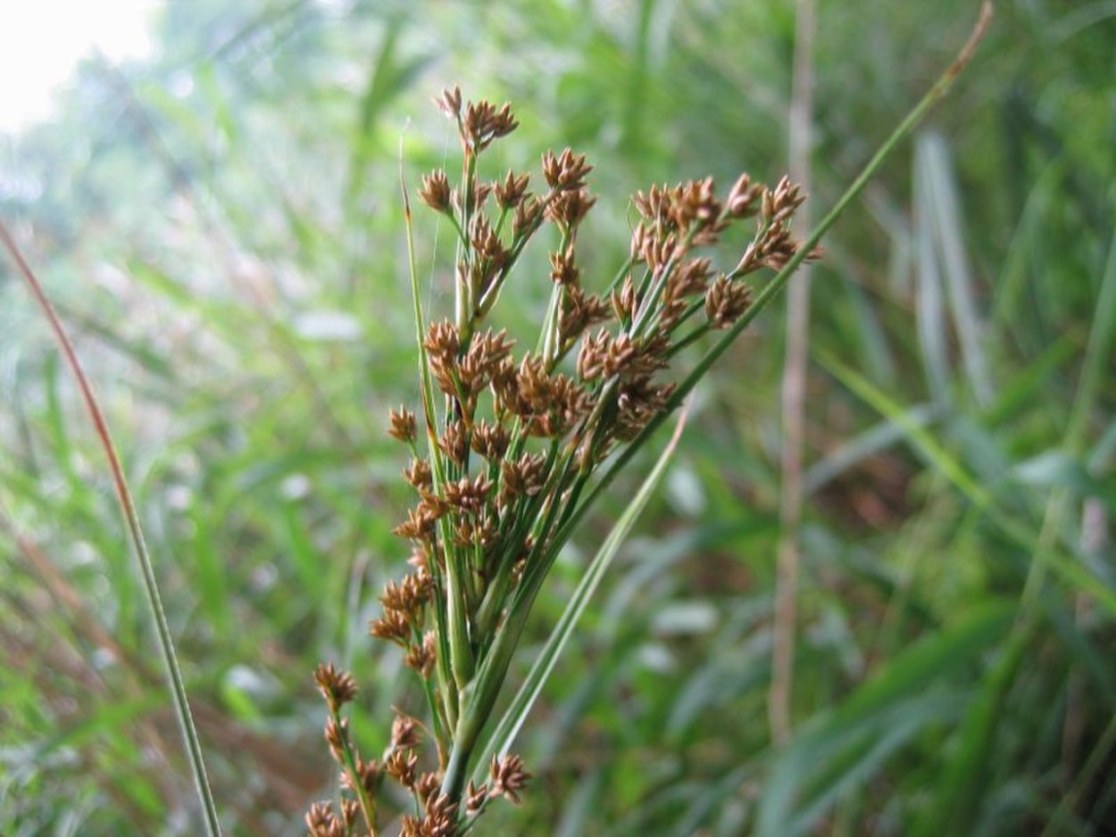 Cladium mariscus (l.) Pohl (меч-трава обыкновенная),