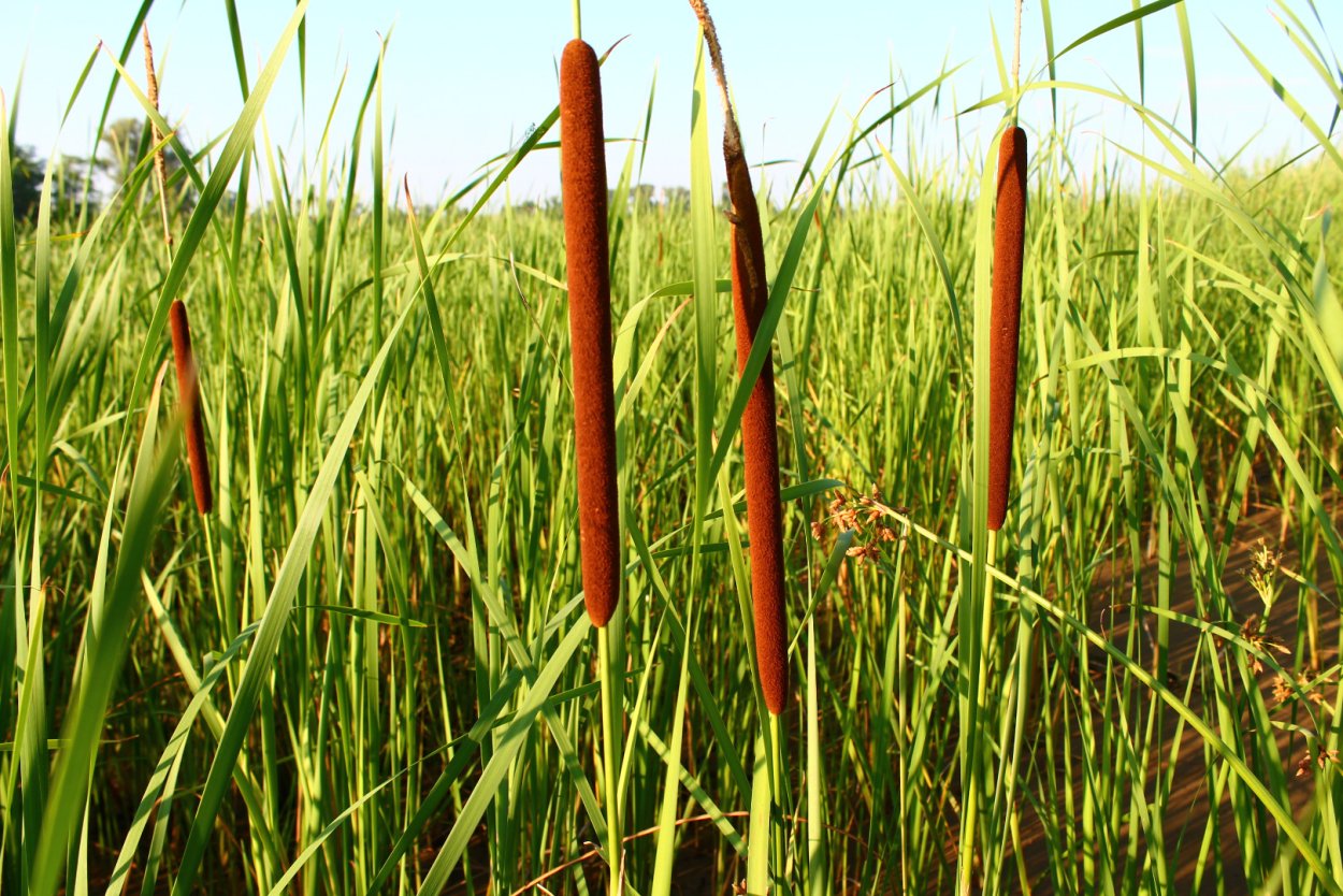 Камыш Озёрный Scirpus lacustris