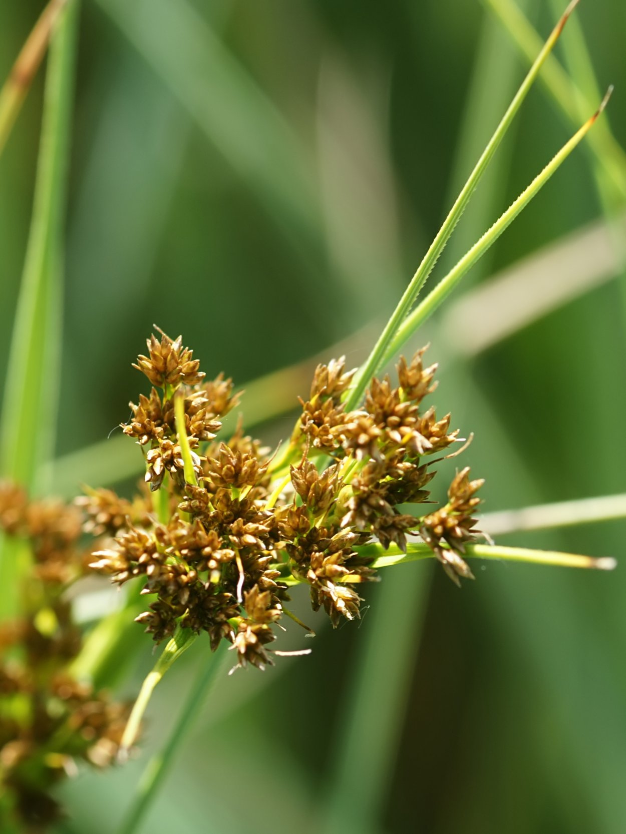 Cladium mariscus (l.) Pohl (меч-трава обыкновенная),