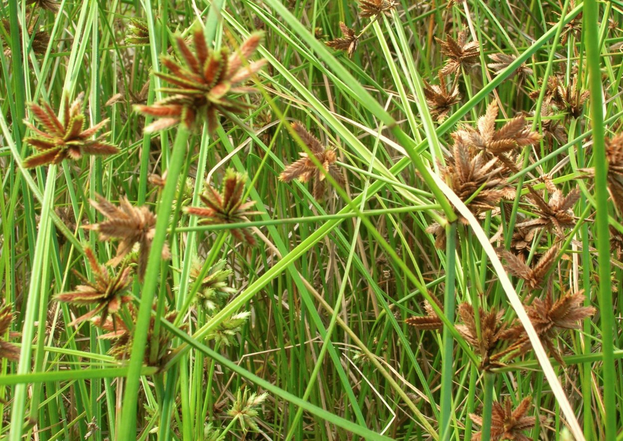 Cladium mariscus (l.) Pohl (меч-трава обыкновенная),