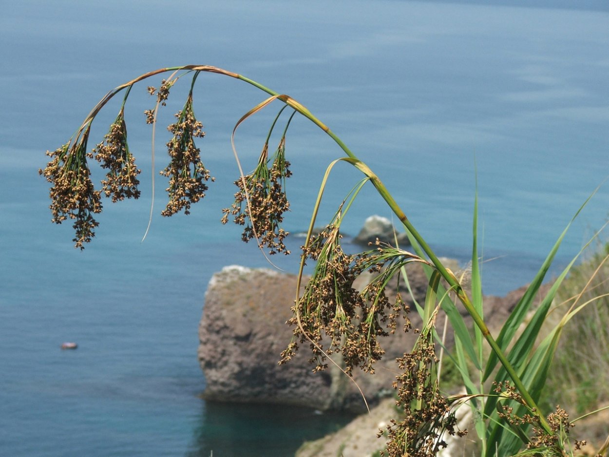 Scirpus lacustris l.